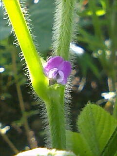 枝豆の花