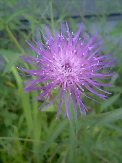 この花の名前が分かる方いらっしゃいませんか？？？