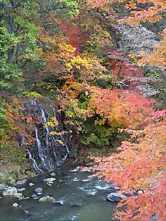 中野もみじ山