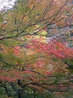 中野もみじ山