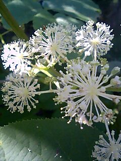 山ウドの花