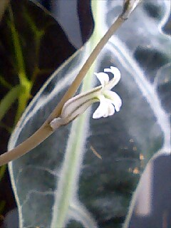 玉扇の花