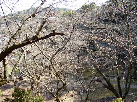 桜冬木立