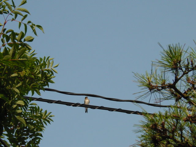 20050717エサを探す親鳥
