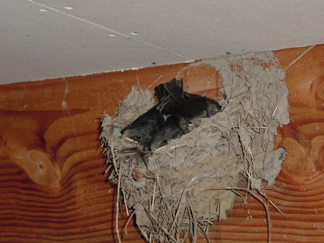 20050725こんなに大きくなって