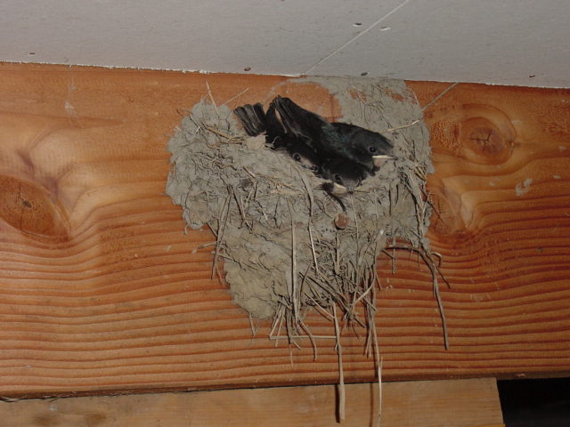 20050725生まれて２週間目