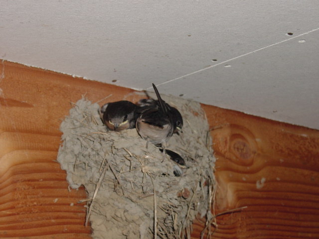 20050727巣立ちが近いかも