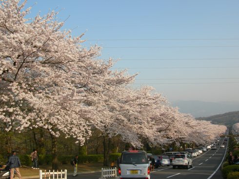 富士霊園1