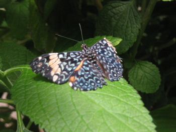 Costa Rica Butterfly 1