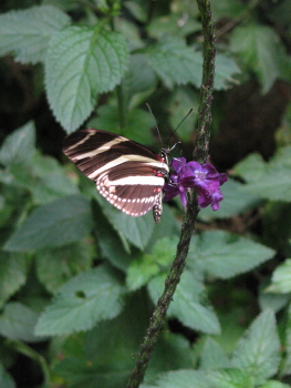 Costa Rica Butterfly 2
