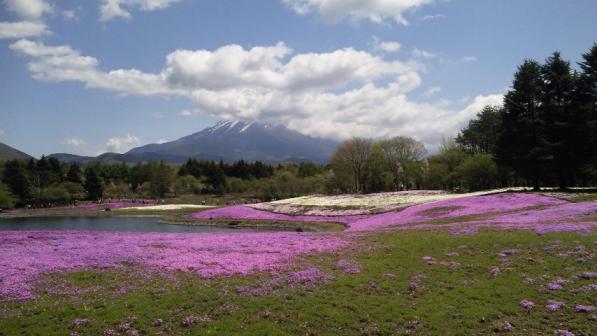 富士山と芝桜.jpg