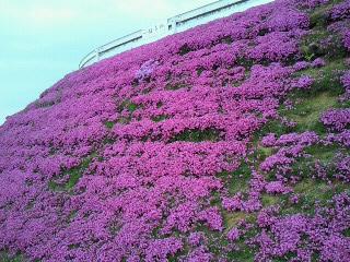 しば桜