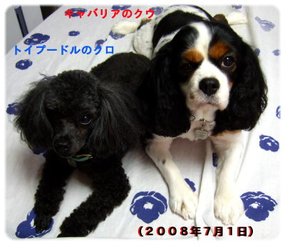 クウとクロ(2008.7.1)