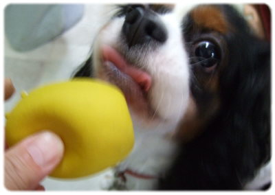 「クウも　ボールで遊ぶ！」