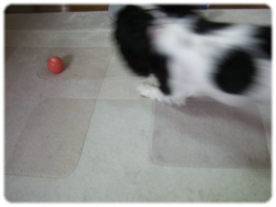 「ひゃっほーーい！」