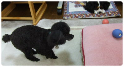 「ママ、もっと投げてちょうだい。」（クウは　ひと休み。）