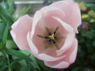 ピンクチューリップ