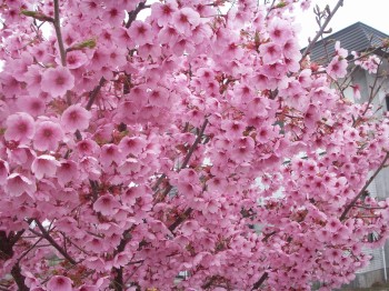 桜（陽光）