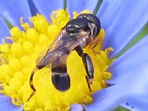 ブルーデージーの花粉をなめるモモブトチビハナアブの一種(6月)