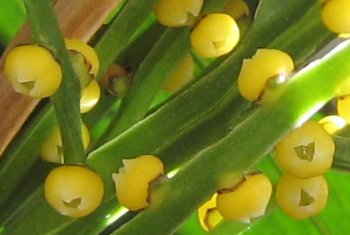 テーブルヤシの花(6月)