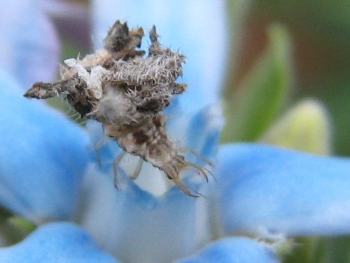 ゴミを背負って花の上を歩くクサカゲロウの幼虫(7月)