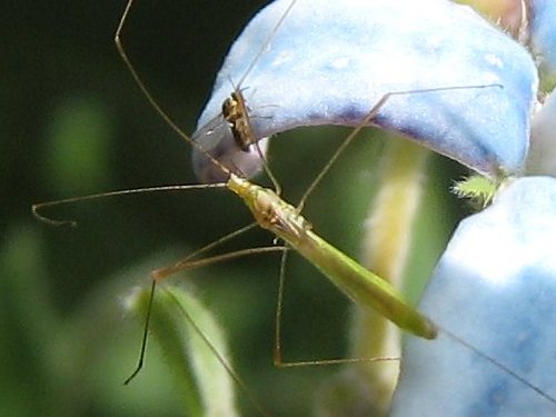 イトカメムシと小さな虫はなぜか一緒に移動した(6月)