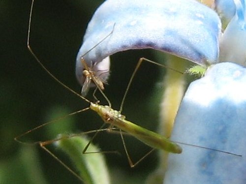 イトカメムシの口吻が小さな虫のおなかに…(6月)