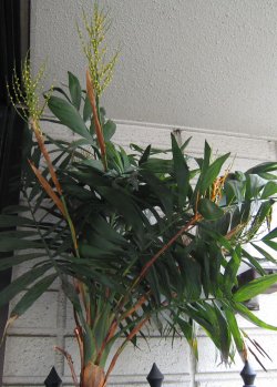 テーブルヤシ(6月)