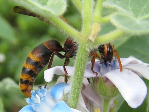 オキシペタラムの蜜を吸うフカイドロバチ(8月)