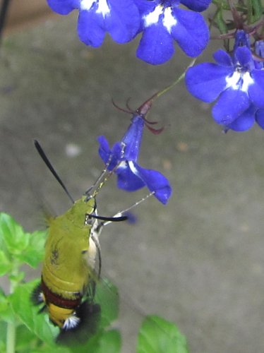 ロベリアの蜜を吸うオオスカシバ(5月)