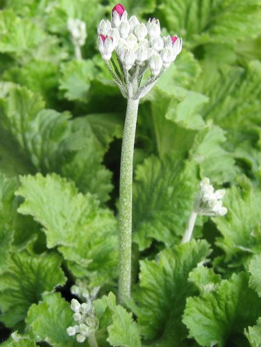 プリムラ マラコイデス (つぼみが開き始めた)