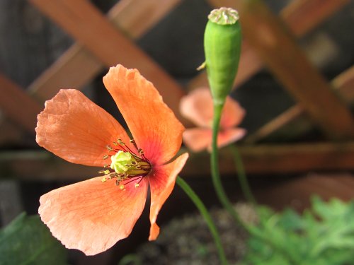 ナガミヒナゲシの花と実(5月)