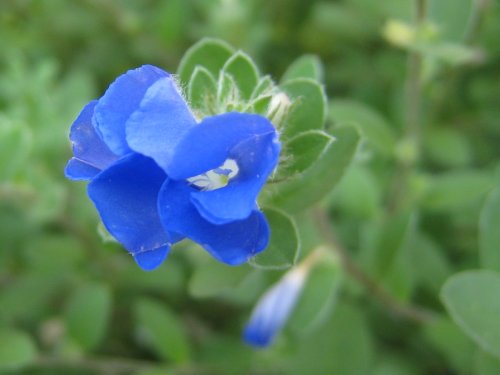 開きかけのアメリカンブルー(8月)