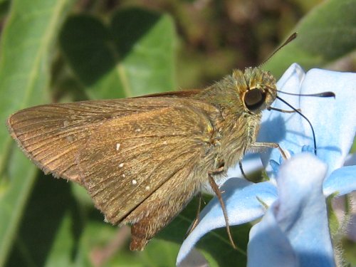 オキシペタラムの蜜を吸うチャバネセセリ(9月)