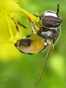 リトルチュチュにとまるシママメヒラタアブ(?)(7月)