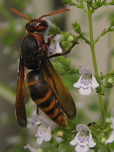 カラミンサ・ネペタの蜜を吸うフカイドロバチ(8月)