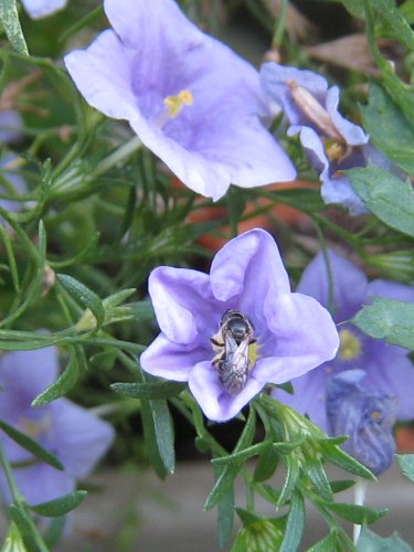 フェアリーベル(サントリーのニーレンベルギア)にとまる小さなハチ(7月)