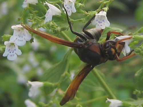 カラミンサ・ネペタの蜜を吸うフカイドロバチ(8月 )