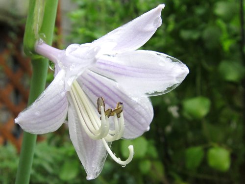 ホスタの花が咲かないのは なぜ 花 ときどき 虫 楽天ブログ