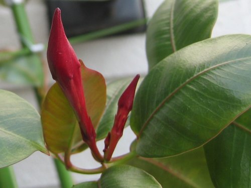 マンデビラのつぼみ