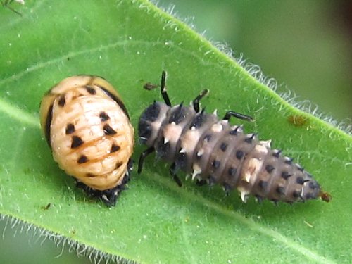 オキシペタラムの葉の上のダンダラテントウ：サナギと幼虫(9月)