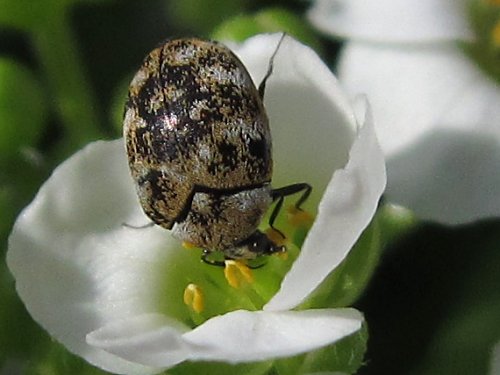 スイートアリッサムの花粉を食べるヒメマルカツオブシムシ(5月)
