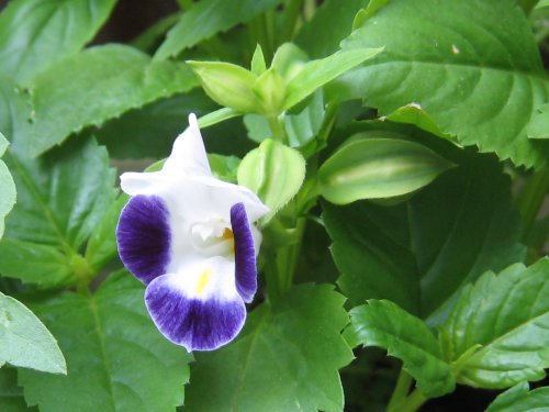 こぼれ種のトレニア(7月)