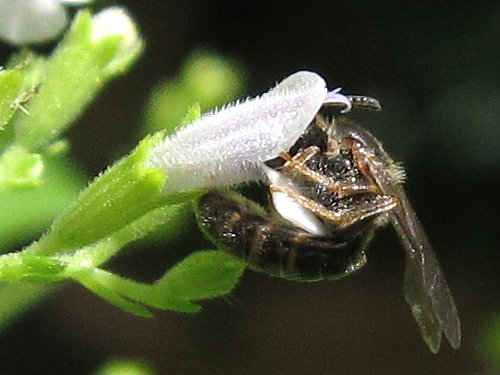 カラミンサ・ネペタの蜜を吸うハナバチの一種(7月)