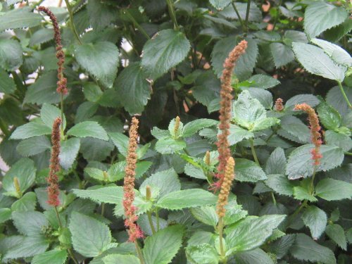 キャットテールの花がフワフワにならないのはなぜ 花 ときどき 虫 楽天ブログ