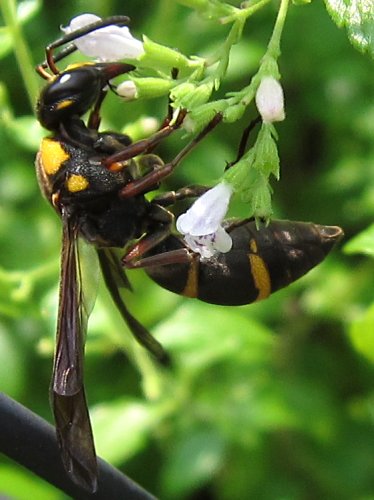 カラミンサ・ネペタにとまるオオフタオビドロバチ(7月)