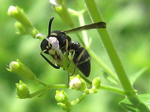 カラミンサ・ネペタにとまるフトカギチビドロバチ：オス(?)(7月)