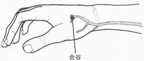合谷の指圧ポイント