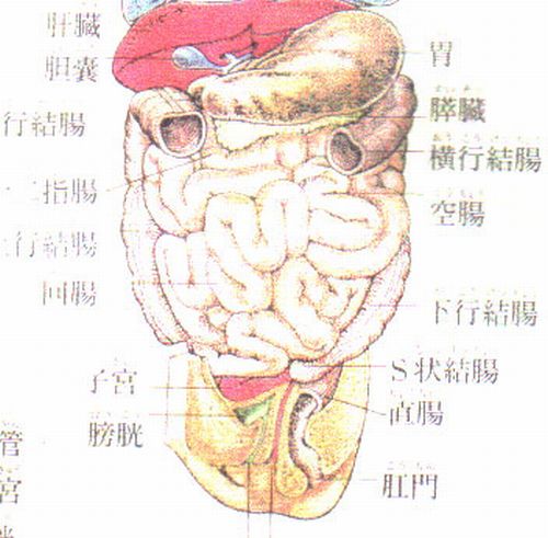 胸下消化器系図