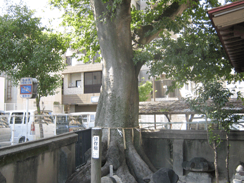 濱男神社　神木